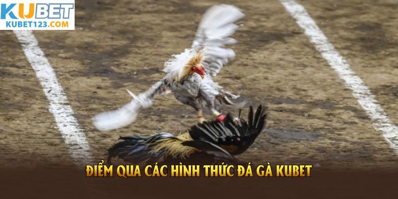 Điểm qua các hình thức đá gà KUBET phổ biến nhất