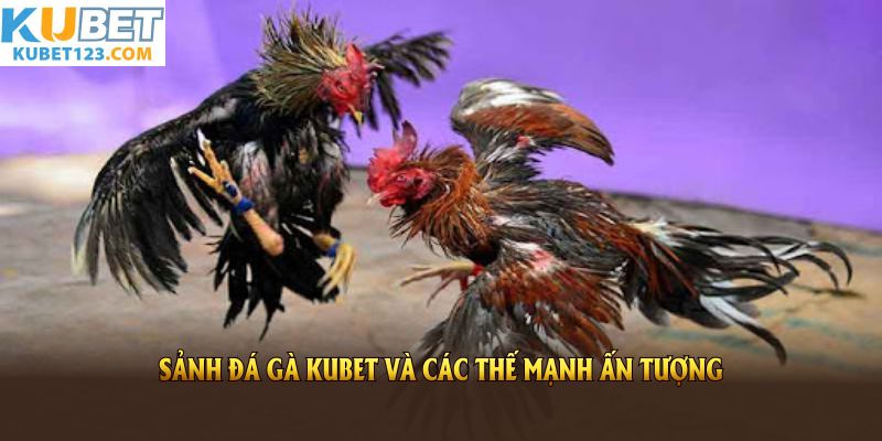 Sảnh đá gà KUBET và các thế mạnh ấn tượng nhất hiện nay