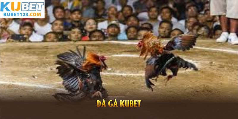 Giới thiệu sảnh đá gà kubet