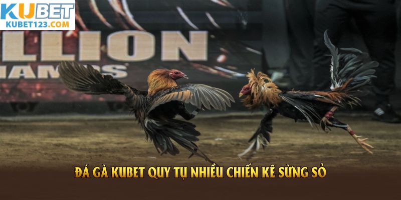 Đá gà KUBET quy tụ nhiều chiến kê sừng sỏ